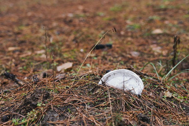 A placa de plástico descartável é descartada na floresta e não se decompõe - Foto, Imagem