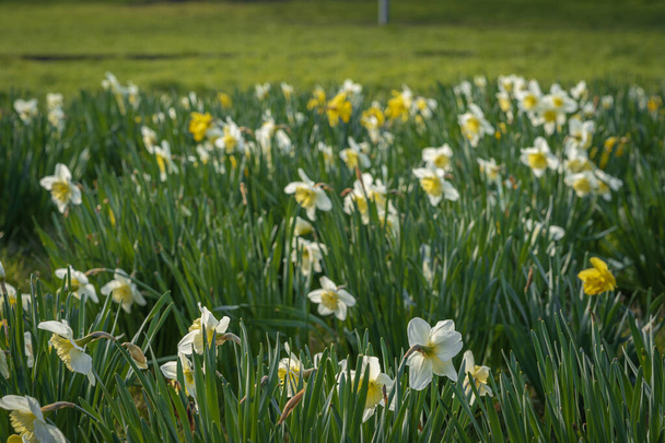 Gennevilliers, Francie - 02 27 2021: Chanteraines park. Příroda kvete na jaře. Koberec ze žlutých narcisů - Fotografie, Obrázek