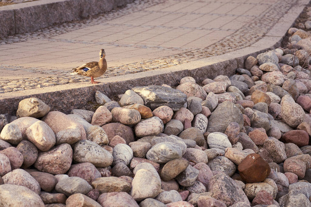 Μια πάπια σε ένα πεζοδρόμιο κατά μήκος ενός βραχώδους αναχώματος του ποταμού. - Φωτογραφία, εικόνα
