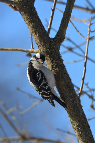 Downy Woodpecker egy fán - Fotó, kép