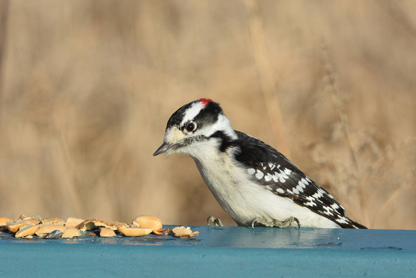 Downy Woodpecker eating peanuts - Photo, Image