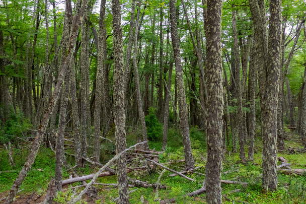 Birçok yosunlu ve yeşil bitki örtüsü olan bir ormanın fotoğrafı. Çok ince ağaçlar ve yerde bazı ağaçlar. - Fotoğraf, Görsel