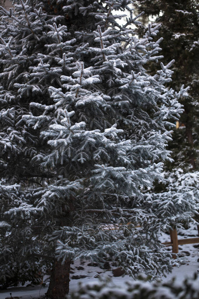 Winter snow on a Colorado Blue Spruce in a landscaped setting in Prescott, Arizona - Photo, Image