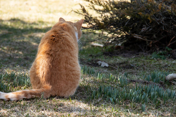 Um gato de mesa doméstico laranja com uma cauda listrada e patas brancas sentadas, câmera virada para trás, enquanto caça presas na grama verde em um prado da floresta em Ontário, Canadá, primavera de 2021.  - Foto, Imagem