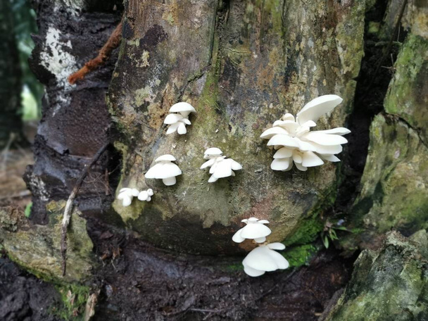 el embudo blanco en forma de abanico hongos woodcap - Foto, Imagen