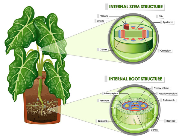 Диаграмма с иллюстрацией структуры стебля и корня - Вектор,изображение