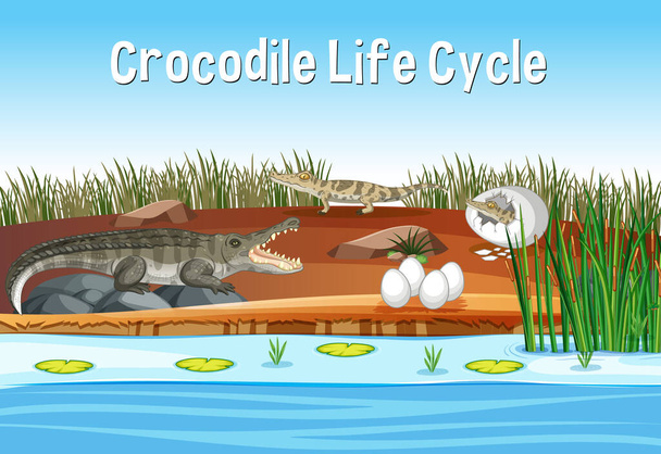 Cena com ilustração do ciclo de vida do crocodilo - Vetor, Imagem