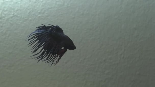 schöner Kampffisch Betta splendens Rüde betta zeigt im Aquarium blau und schwarz - Filmmaterial, Video