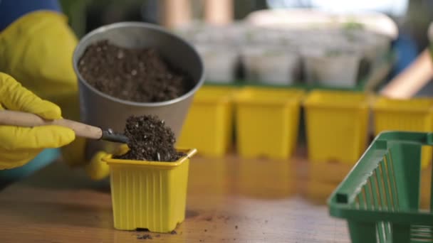 手袋の女性庭師は、春に植物の種子を植えるための箱からヘラでプラスチック鍋に肥料で土壌を注ぎます。春の環境に優しい農業。植物の世話をする野菜 - 映像、動画