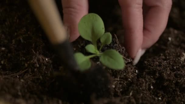 Boer tuinier graaft gat in de turf aarde met een spatel en plant een kleine spruit van een groene plant. planten en bloemen en groenten in de grond te planten. zaadkieming is de verzorging van planten. - Video