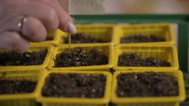 Handen van tuinman close-up steken een houten bord met de inscriptie selderij in pot met grond voor zaden. tuinman planten zaden en geeft namen van planten. - Video