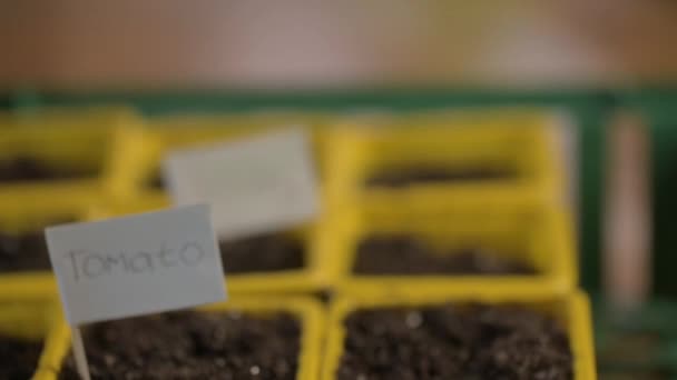 Gardener κολλήσει ξύλινες πινακίδες με επιγραφή σέλινο ντομάτες πιπέρι σε κατσαρόλα με χώμα για σπόρους. κηπουρός φυτεύει σπόρους και αναφέρει τα ονόματα των φυτών. Φύτευση σπόρων στο έδαφος του σπιτιού σε γλάστρες - Πλάνα, βίντεο