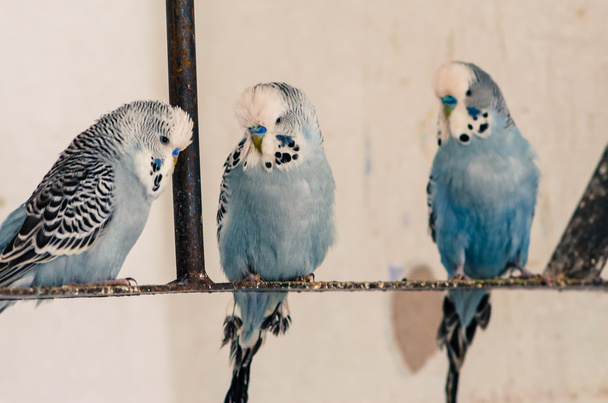 πολύχρωμο παπαγάλοι - Φωτογραφία, εικόνα