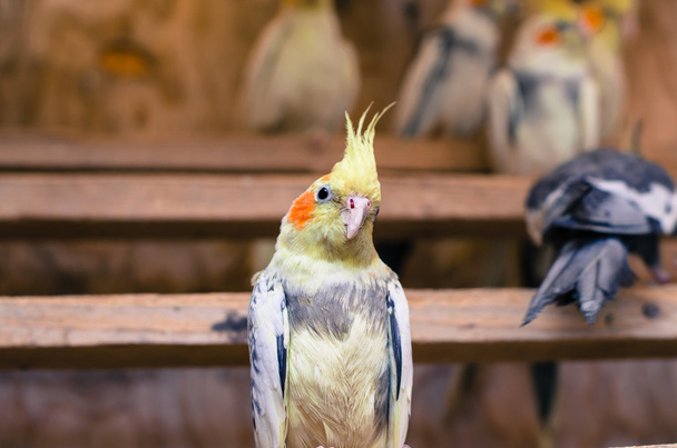 κίτρινο παπαγάλος - Φωτογραφία, εικόνα