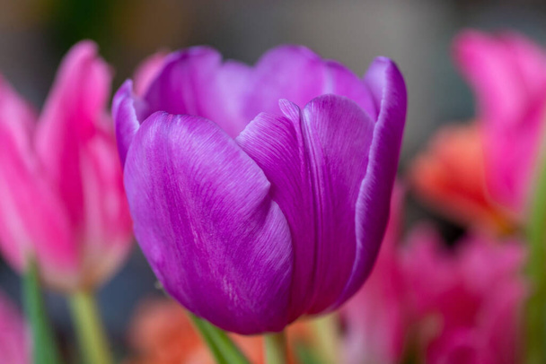 Gros plan de la tulipe en fleurs sur un fond flou.  - Photo, image