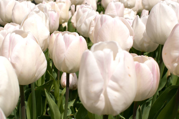 Beautiful tulips. White flowers Soft selective focus, tulip close up. Shallow depth of field. Bright tulip photo background, greeting cards. - Photo, Image