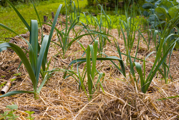 Veduta delle piante di cipolla nel terreno coperto con pacciame di paglia  - Foto, immagini