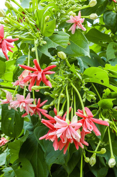 Combretum indicum fiore nel giardino naturale - Foto, immagini