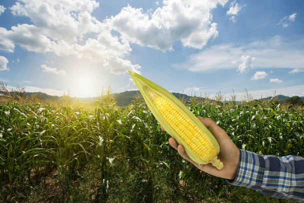 Bauer hält Mais in den Händen auf dem Hintergrund Maisfeld haben Blumen Kranich Blick Sonnenlicht am Morgen - Foto, Bild