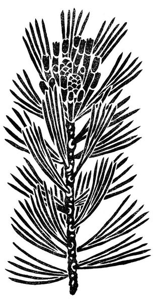 Ramo de pinheiro siberiano para design isolado em branco - Foto, Imagem