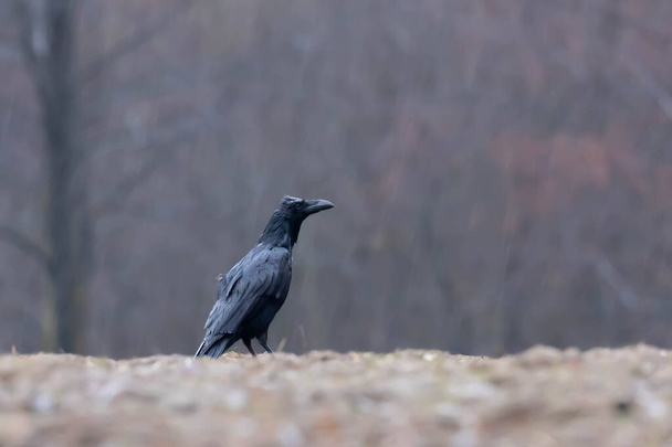 Czarny Kruk Corvus corax - Photo, Image