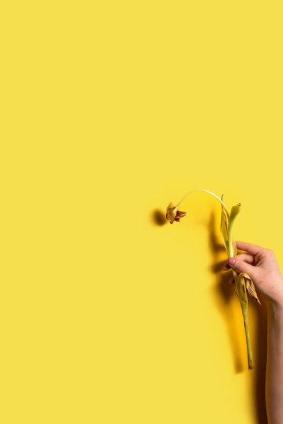 Wilted bloemen in een hand op de verlichtende gele achtergrond. Behandel jezelf goed. Bloemen die de eigenliefde, betekenis en ziel van een vrouw demonstreren. Verticaal beeld met kopieerruimte - Foto, afbeelding
