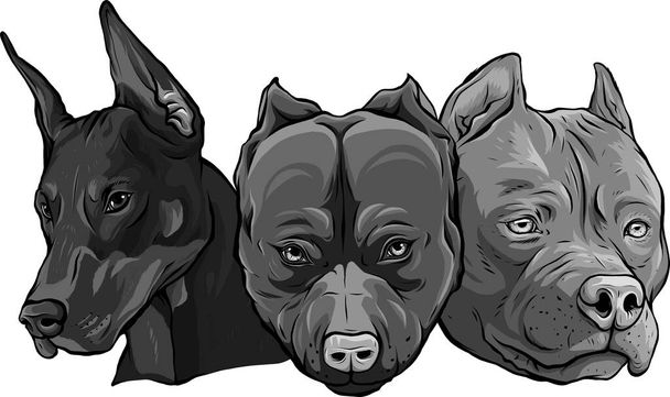 conception de têtes de chiens pitbull dobermann bulldog vecteur - Vecteur, image