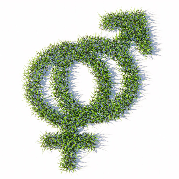 Concept or conceptual green summer lawn grass symbol shape isolated on white background, sign of gender signs. A 3d illustration metaphor for heterosexual relationships, couples, romance and family  - Photo, Image