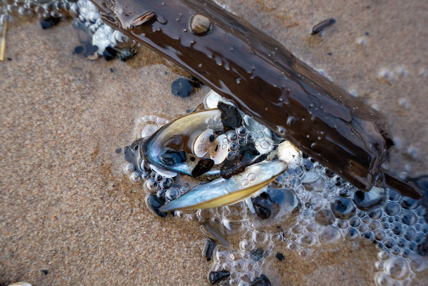 de zee aan de kust weggespoeld verschillende schelpen en stukken hout - Foto, afbeelding