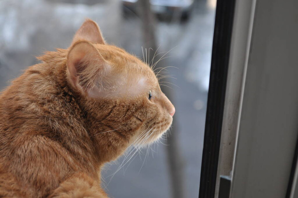 Le chat regarde par la fenêtre. Le chat sur la fenêtre. L'animal regarde depuis l'appartement - Photo, image