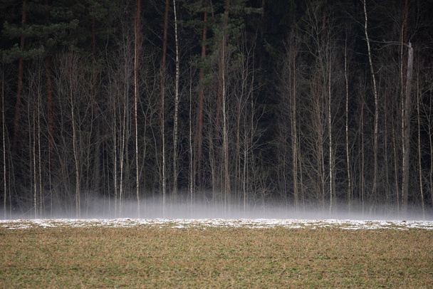 Латвия сельской пейзаж весной, когда снег растаял и луга остались влажными, но снег остался возле леса, который тает, чтобы сформировать белый пушистый туман - Фото, изображение