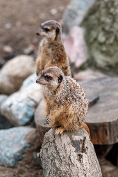 Verschiedene Tiere im Zoo Gdask - Foto, Bild