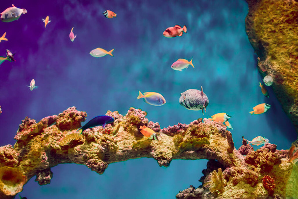 Krásné podvodní pozadí s exotickými rybami na korálovém útesu. - Fotografie, Obrázek