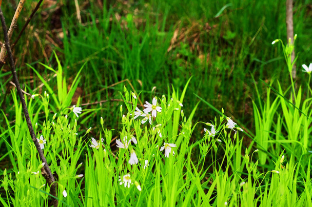 pequeñas flores blancas entre la hierba en primavera, Rusia - Foto, imagen