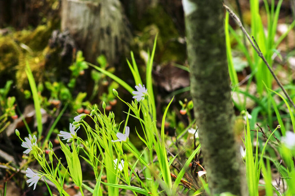 kleine witte bloemen tussen het gras in het voorjaar, Rusland - Foto, afbeelding