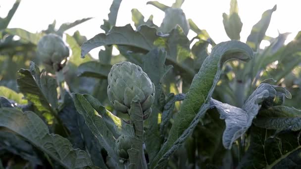 Αγροτεμάχιο αγκινάρας λαχανικών σε κλαδί σε γεωργική φυτεία το ηλιοβασίλεμα. Ρέγγες σε αγκινάρες - Πλάνα, βίντεο