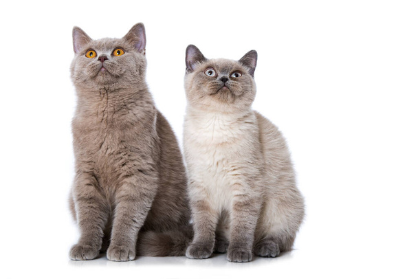 Две молодые британские короткошерстные кошки изолированы на белом - Фото, изображение