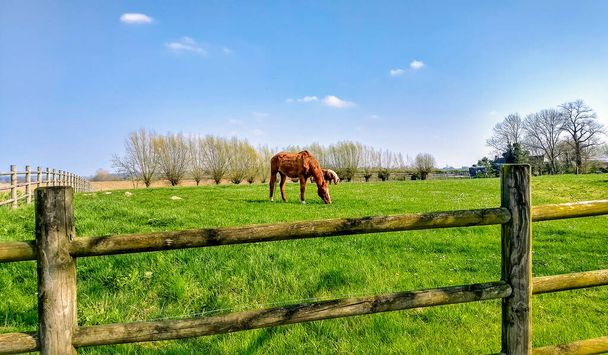 caballo marrón pastando en un pasto soleado detrás de una cerca de madera - Foto, Imagen