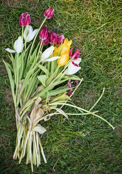 Színes hervadt tulipán a fűben - Fotó, kép