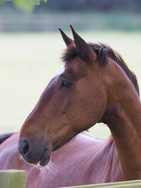 Una foto de un caballo de la bahía en un potrero de verano. - Foto, Imagen
