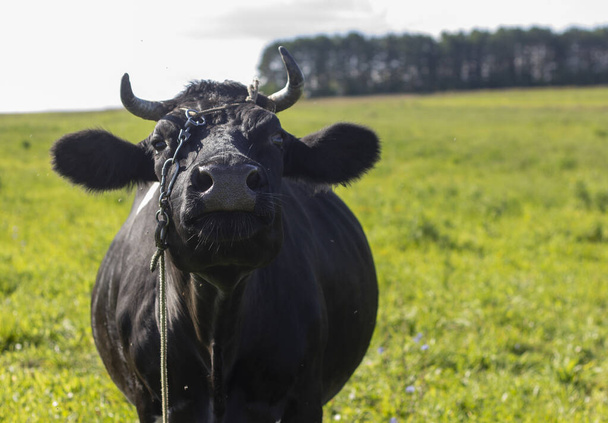 A village black cow on a leash grazes in a meadow. Breeding cows in rural areas - Photo, Image