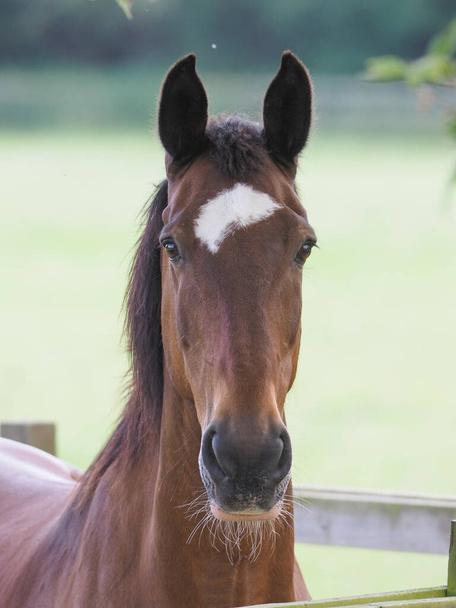 Een headshot van een laurier paard in een zomer paddock. - Foto, afbeelding