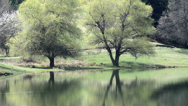 Rippling superfície do lago e silhuetas de árvore de madeira fazendo padrão de linhas verticais - Foto, Imagem