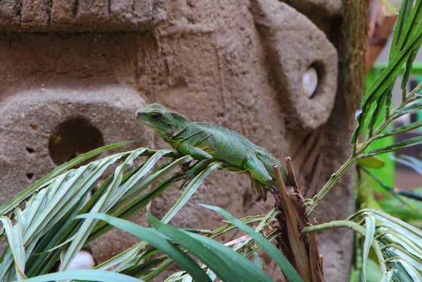 Chinese water dragon on a plant in captivity in a terrarium - Photo, Image