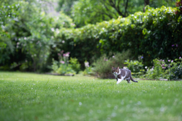 gestromte weiße Katze im schönen grünen Hinterhof - Foto, Bild