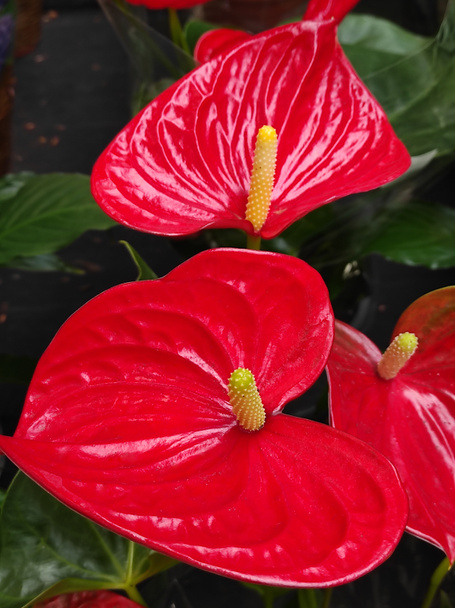Home plant Anthurium in pot close up. Hert shaped flower - Photo, Image