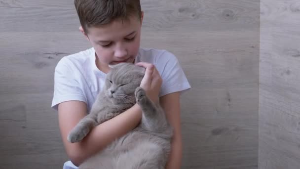 笑顔の少年は、灰色の英国の純血猫が腕の中に座って抱擁します.4K - 映像、動画