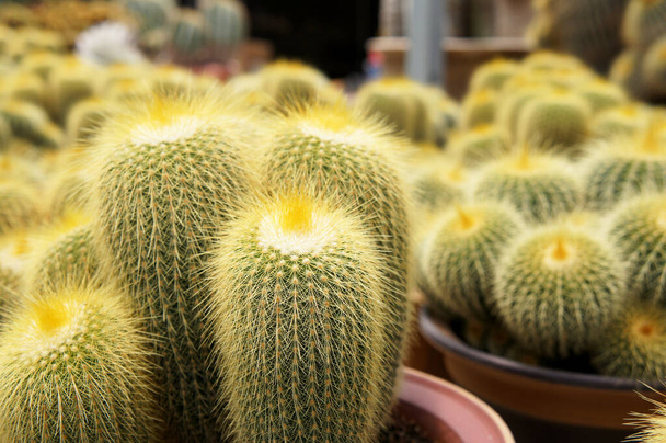 Selected focused on a group of small and beautiful cactus planted in small pots. The cactus will be used as indoor decoration. Displayed for sale to the customer.     - Photo, Image