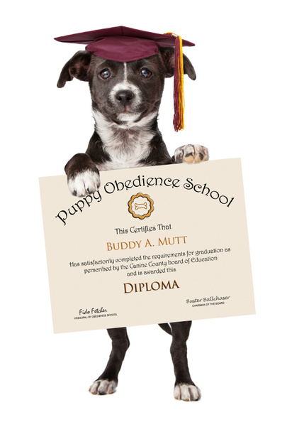 puppy gehoorzaamheid school afstuderen - Foto, afbeelding