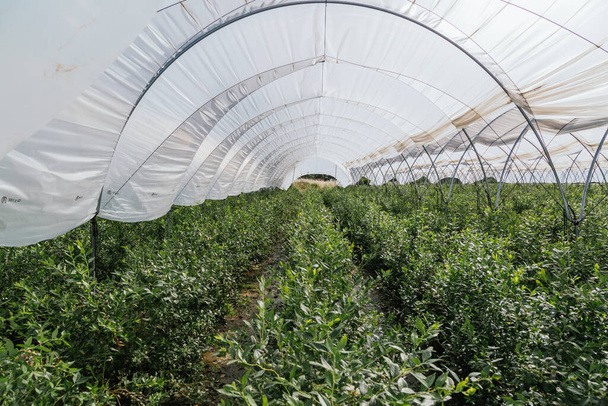 Ovocné skleníky připravené k výsadbě a sklizni. maliny a borůvky. Zemědělství. Zdravé jídlo - Fotografie, Obrázek